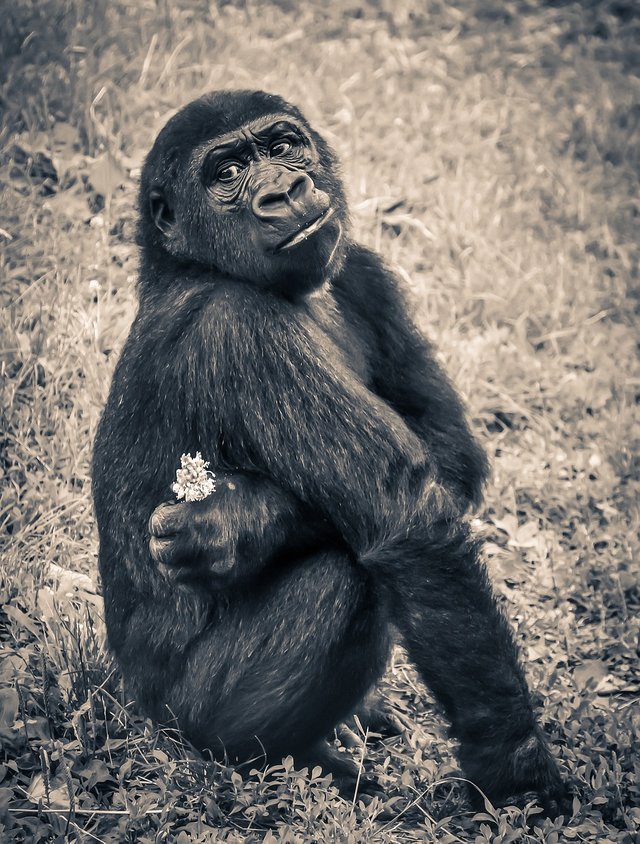 gorilla-914585_1280.jpg