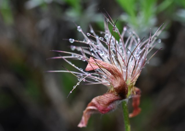 Pasqueflower seeds raindrops 1.jpg