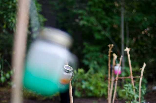 two jars in the garden.JPG