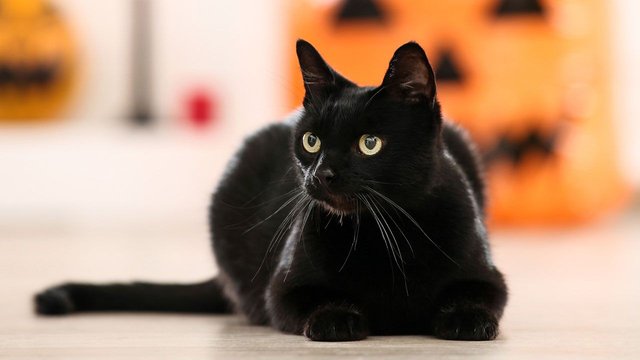 adopcion-gatos-negros-octubre-portada-1280x720x80xX.jpg