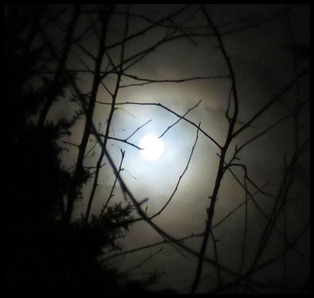 full moon in light clouds framed by tree branches.JPG