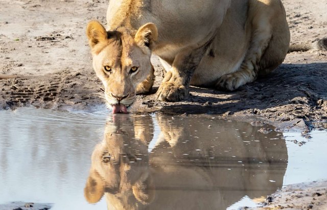 Lioness_Botswana-(413)LR-2zoom.jpg