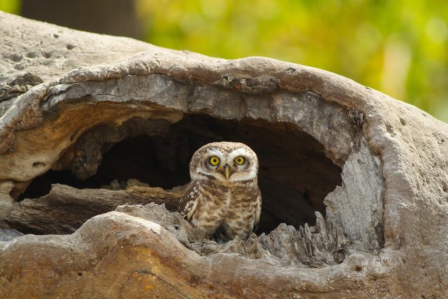 spotted-owlet-7346555_1920.jpg