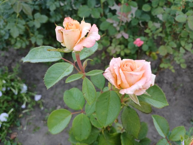 20250819_071218.jpg