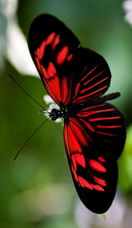 #butterfly #red.png