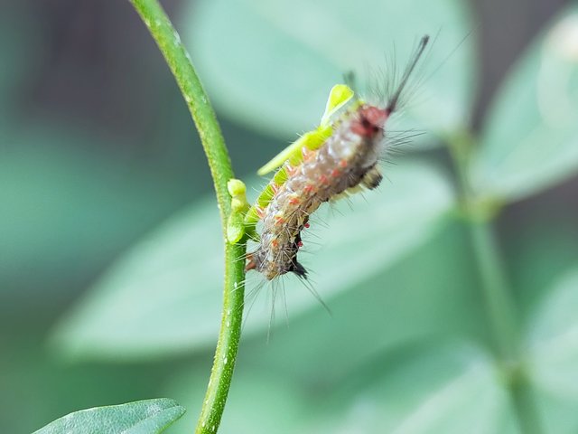 Caterpillars (34).jpg