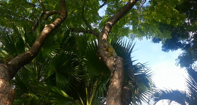 iguana.PNG
