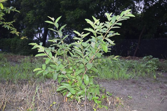 small-guava-plant-leaves-evening-scene-192246580.jpg