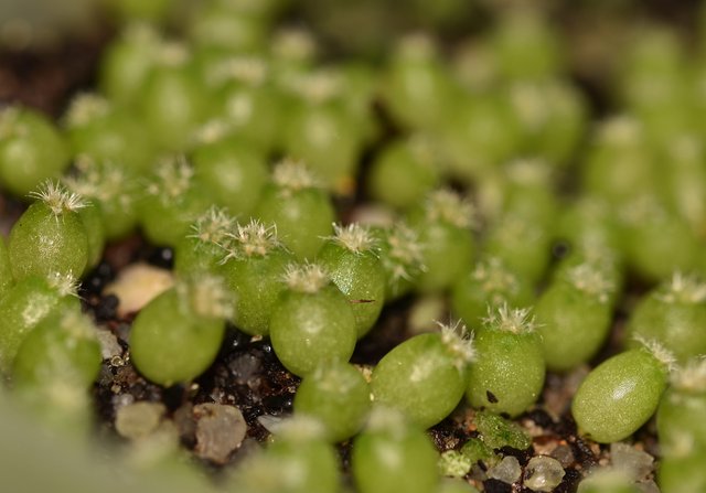 epithelantha micromeris seedlings macro.jpg