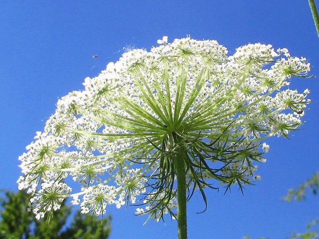 queen anne lace los plabos (3).JPG