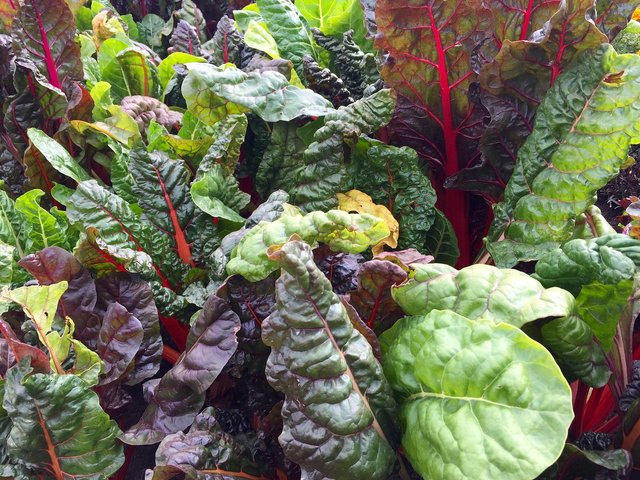 swiss-chard-2858689_1280.jpg