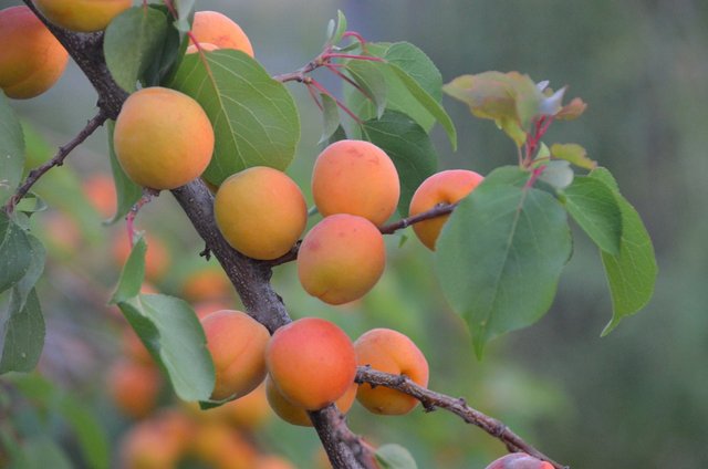 apricot-tree-3384306_1280.jpg