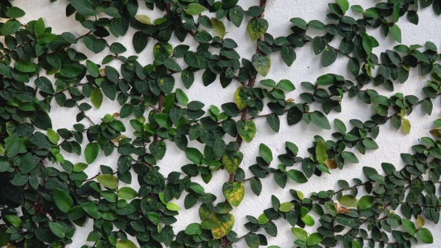 videoblocks-climbing-ficus-pumila-on-white-wall-zoom-in_rrz49vqzw_thumbnail-full01.png