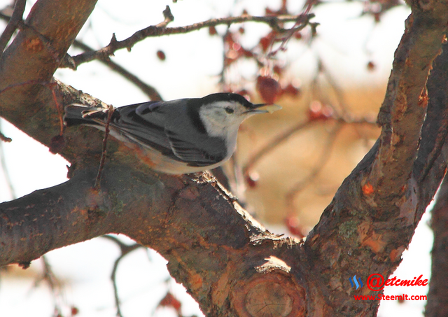 White-breasted Nuthatch PFW25.png