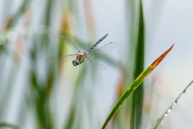 dragonfly-8200271_1280.webp