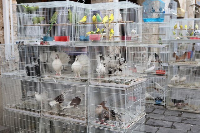 depositphotos_7055006-stock-photo-caged-birds-in-pet-market.jpg