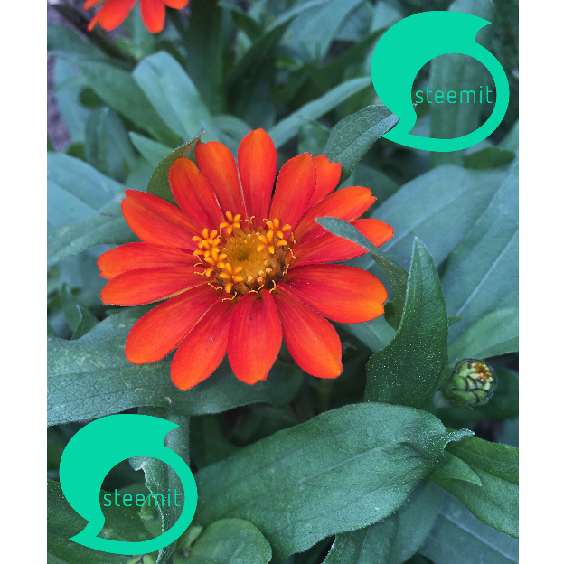 729 STEEM FLOWER 3.png
