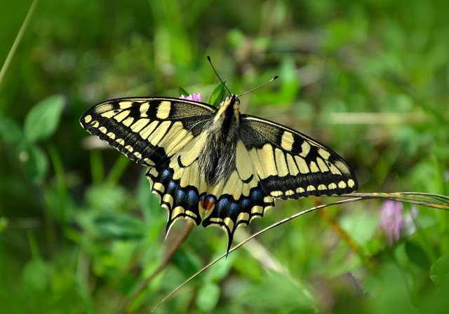 butterfly-491166_1280.jpg