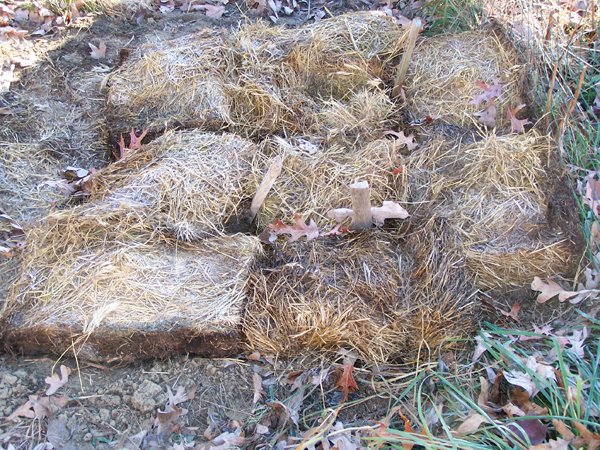 Small garden - bulbs planted crop November 2019.jpg