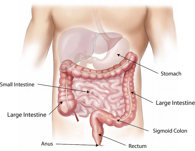 Abdomen Intestine Large Small Stomach Rectum Anus.png