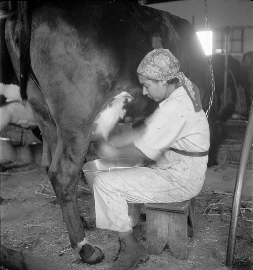 PikiWiki_Israel_4794_Milking_cow.jpg