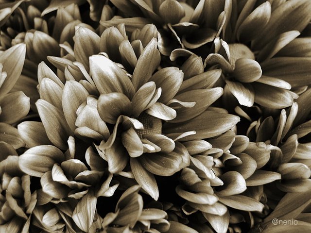 flores-en-sepia.jpg