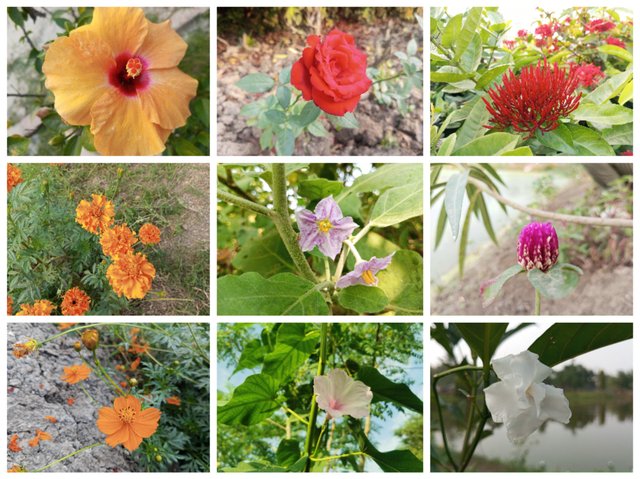 Collage_20250816_210134.jpg