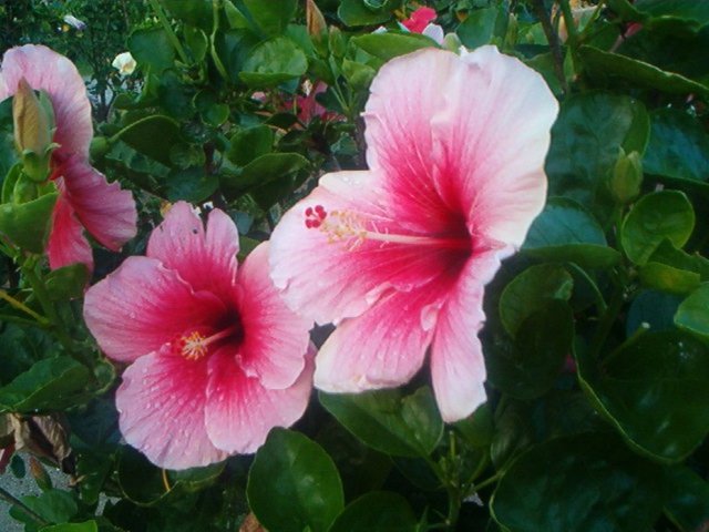 pink hibiscus (2).jpg