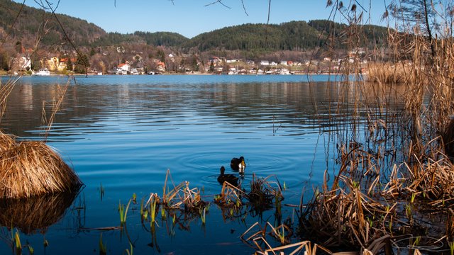 2018-Ducks-Woerthersee-Poertschach.jpg