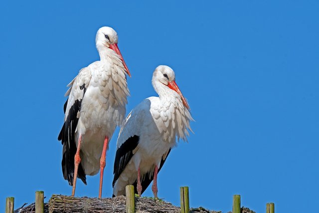 bird-7096955_1280.jpg