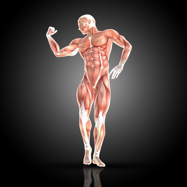 muscular-man-squeezing-the-biceps_1048-2641.jpg