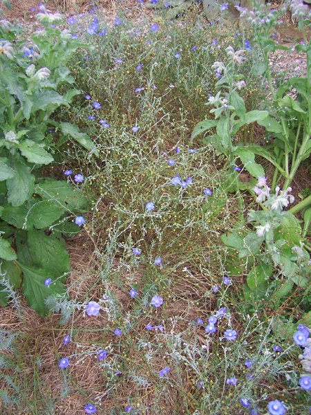 New Herb - Row 2, blue flax crop Aug. 2018.jpg
