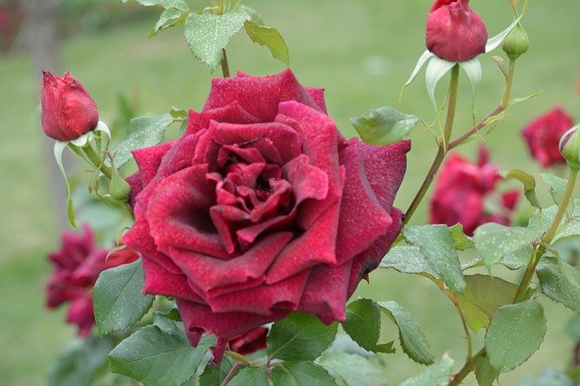 rose-3609048_640.jpg