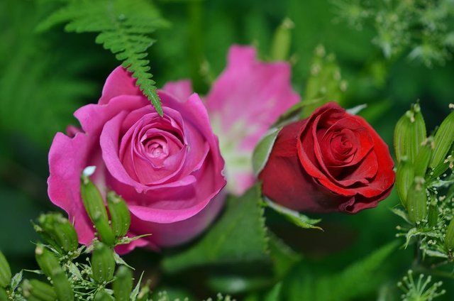 roses-flower-nature-macro-63638.jpeg