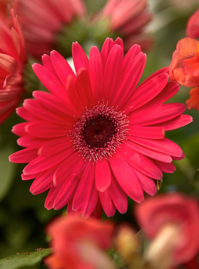 gerbera-revolution-red-daisy-f9fd9185-a1178a80d9c24fc19df17b5c3b3aabe2.jpg