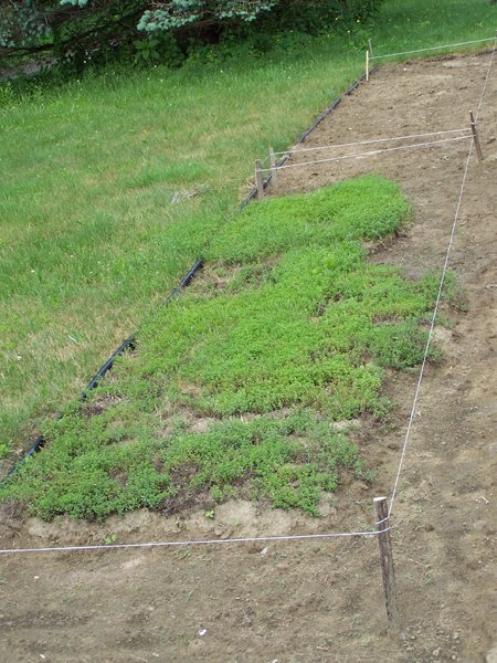 New Herb garden - thyme bed crop June 2016.jpg