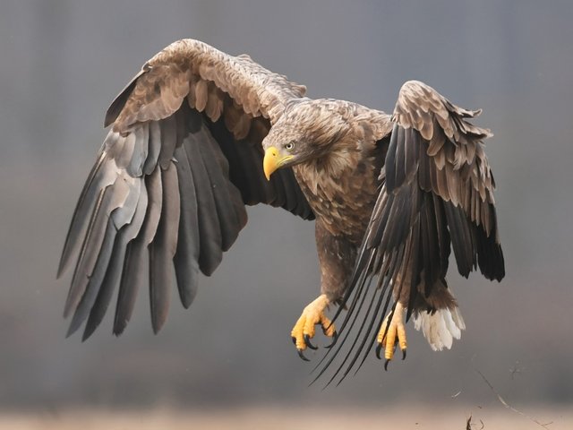 White-tailed Eagle 10.jpg