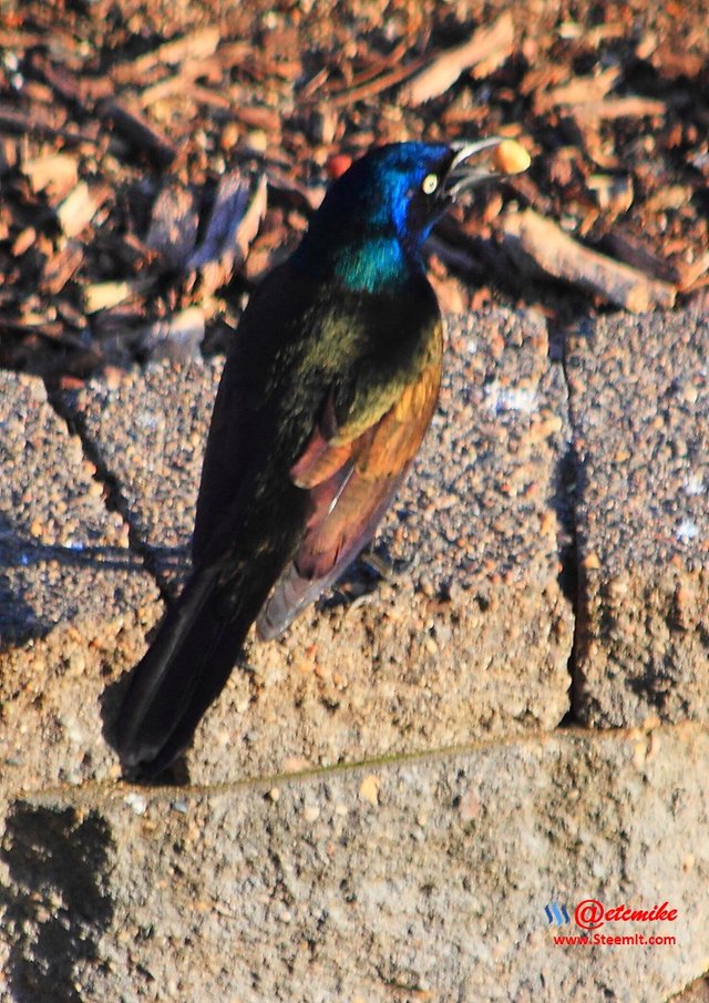 Common Grackle IMG_0178.JPG