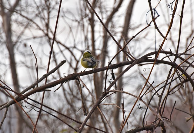 Great tit bushes 2.jpg