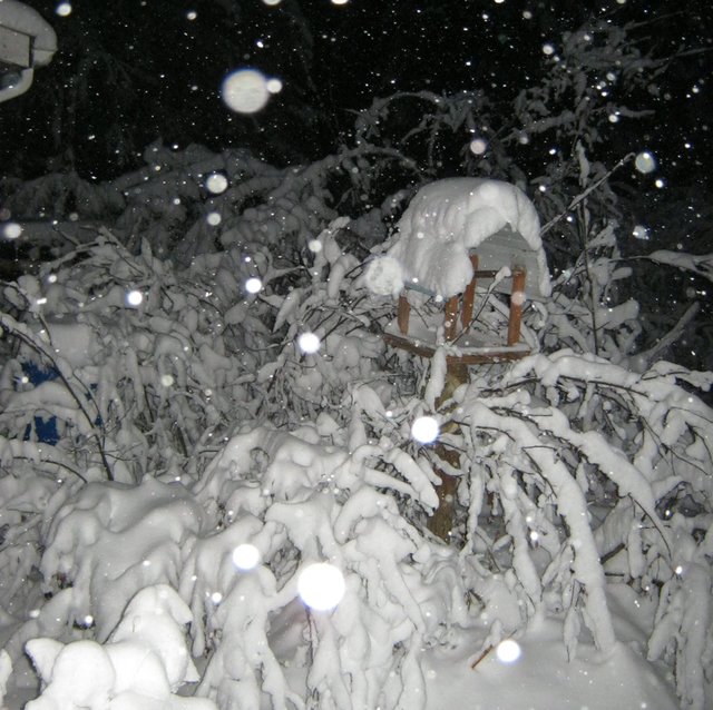 night snowflakes and heavy snow bending trees.JPG