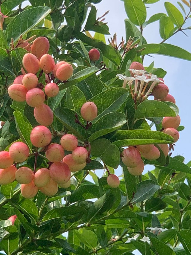fruit5.jpg