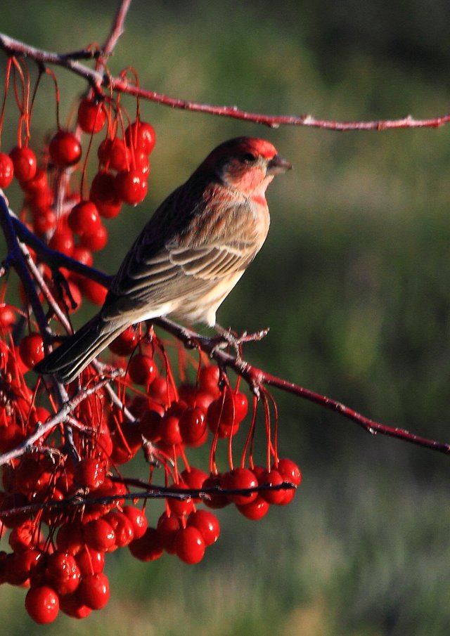 House Finch IMG_0223.JPG