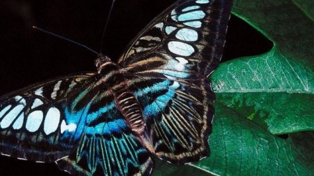 butterfly-e1323099561533-1280x720.jpg