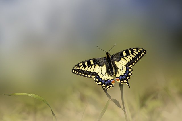 butterfly-8414148_1280.jpg