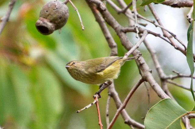 weebill on Eucalyptus twig  Imgur picture.jpg