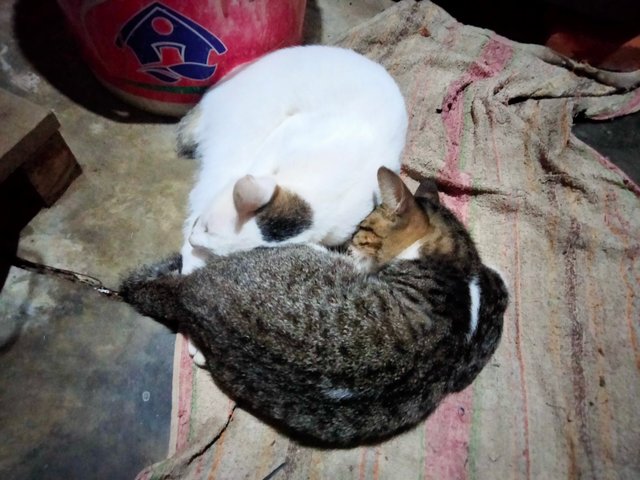 IMG20250822051147.jpg