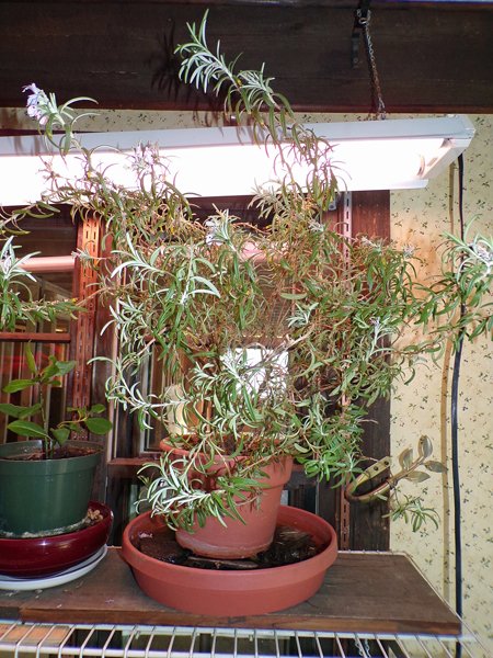 Rosemary flowering crop March 2020.jpg