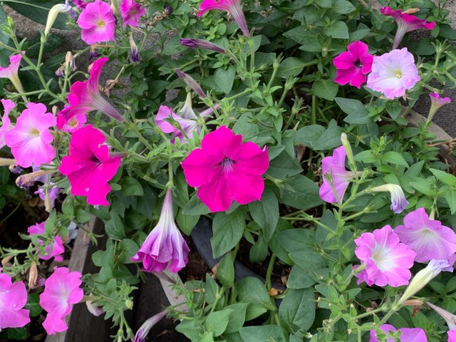 garden7.jpg