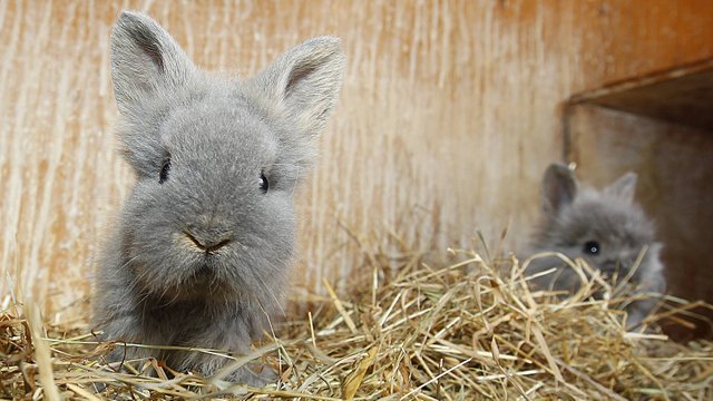 hasen-kaninchen-baby-100~_v-gseagaleriexl.jpg