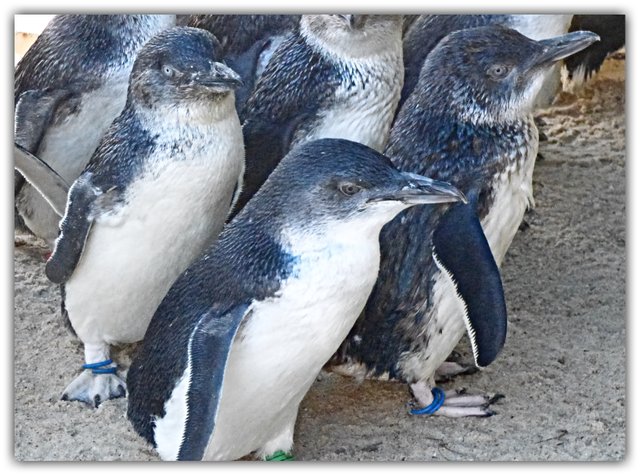 F Penguins.jpg